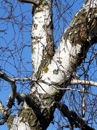 Low angle view of bare tree against blue sky