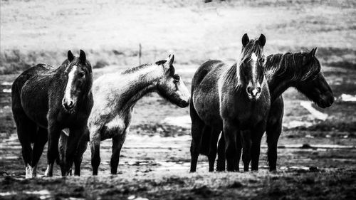 Horses standing in ranch