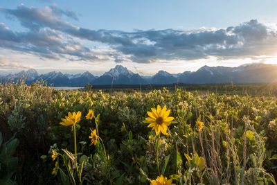 Yellow flowering plants on field against sky