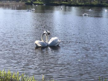 Swans swimming in lake