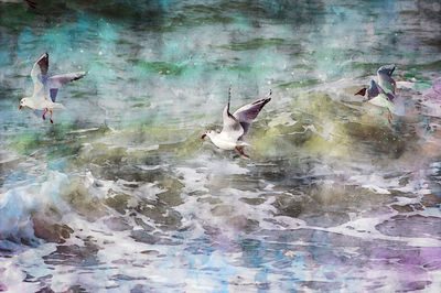 Ducks swimming in lake