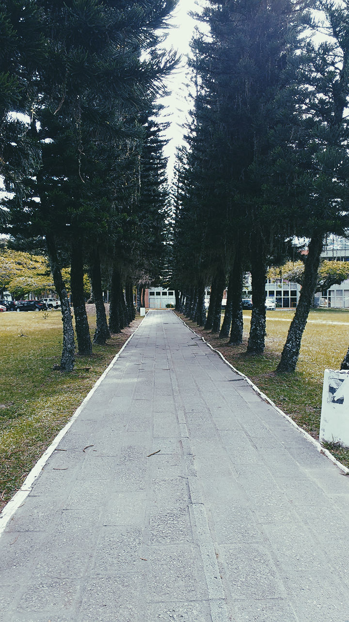 tree, the way forward, nature, transportation, road, growth, outdoors, day, beauty in nature, no people, sky