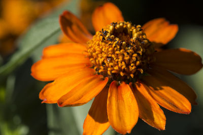 Close-up of flower blooming outdoors