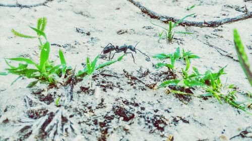 Plants growing in pond