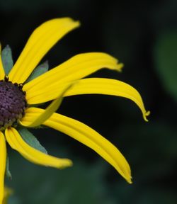 Close-up of yellow flower