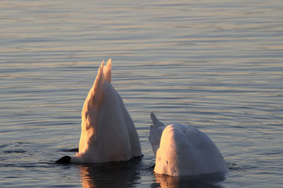 View of swans swimming in lake