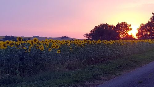 Yellow flowers on field against sky during sunset