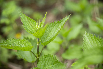 A stalk of young nettles in the bulgarian forest.