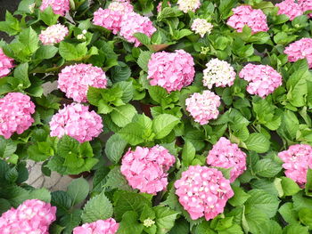 High angle view of pink flowering plants