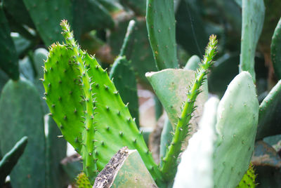 Close-up of plant