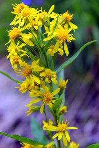 Close-up of yellow flower