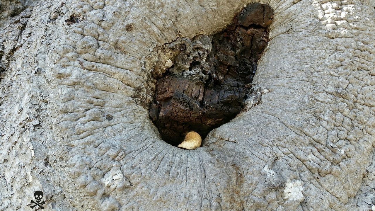 textured, rough, high angle view, close-up, weathered, cracked, day, full frame, outdoors, no people, tree trunk, old, wall - building feature, pattern, backgrounds, nature, damaged, wood - material, bark, hole