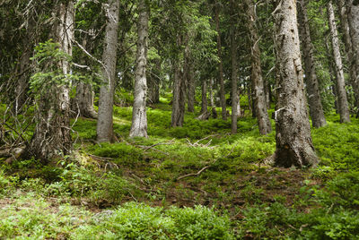 Trees in forest