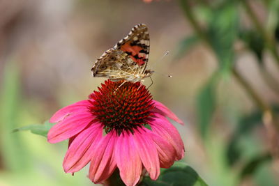 Close-up of butterfly pollinating on flower