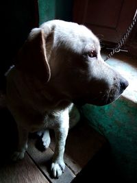 High angle view of dog at home