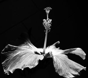 Close-up of flower over black background