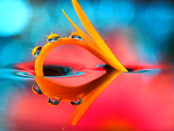 Close-up view of multi colored umbrella