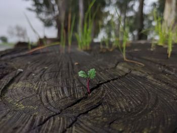 Close-up of tree stump
