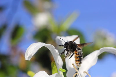 Close-up of bee pollinating on flower