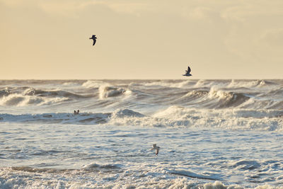 Seagulls flying over sea against sky