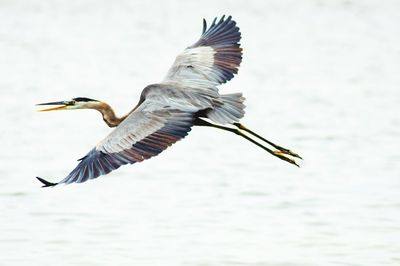 Close-up of gray heron flying over sea