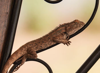 Close-up of lizard on metal