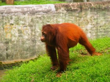 Orang utan