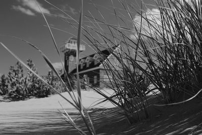 Close-up of plants on beach against sky