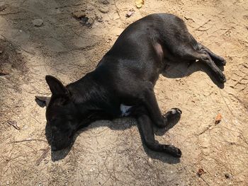 High angle view of black dog on ground