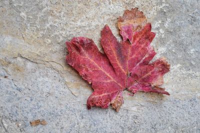 Close-up of dry maple leaf on autumn leaves
