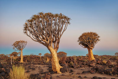 Bare tree in desert against sky