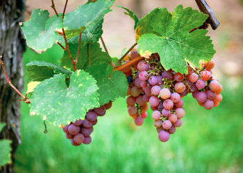 Close-up of grapes growing in vineyard