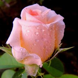 Close-up of pink rose blooming in park