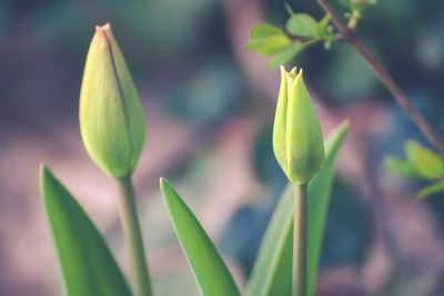 Close-up of green plant