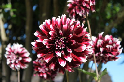 Close-up of pink flowers