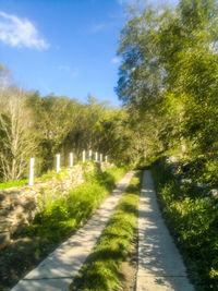 Footpath amidst trees against sky