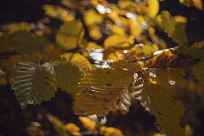 Close-up of yellow leaves during autumn