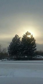 Trees against sky