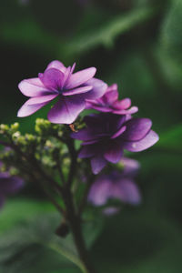 Close-up of purple flowering plant