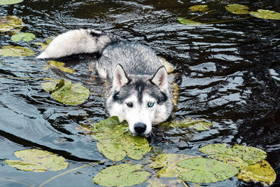 High angle view of husky in river 