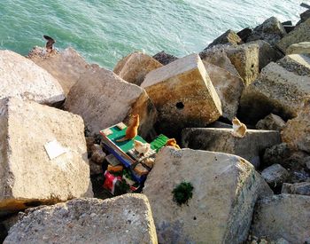 High angle view of animal on rock at shore