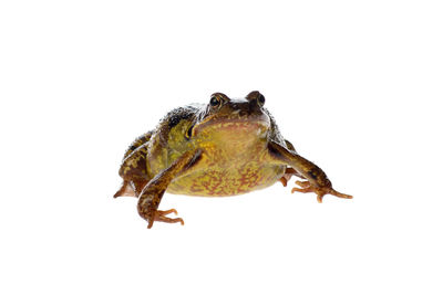 Close-up of lizard on white background