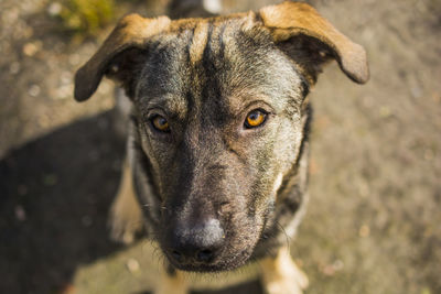 Close-up portrait of dog