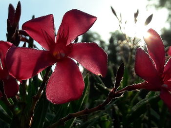 Low angle view of red flowers against sky