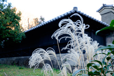 Built structure with trees in background