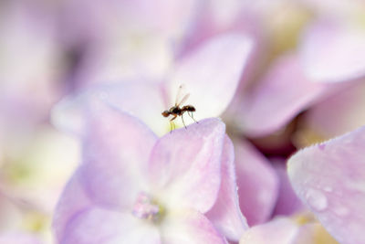 Close-up of insect on pink flower