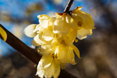 Close-up of yellow flowering plant