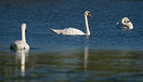 Swan swimming in lake