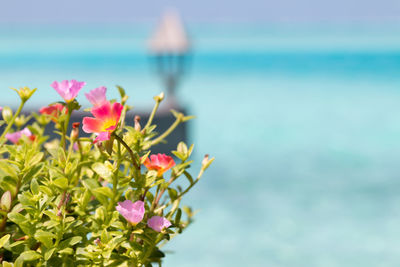 Close-up of cosmos flowers blooming by sea against sky