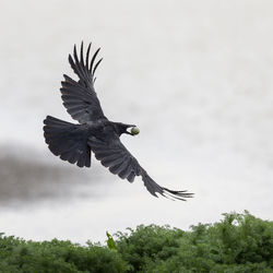 Low angle view of bird flying against the sky